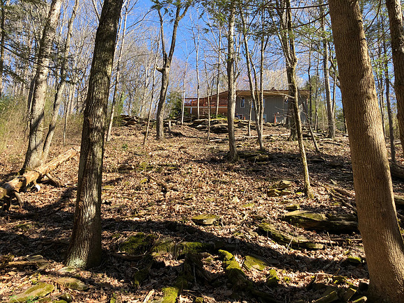Backyard near the creek