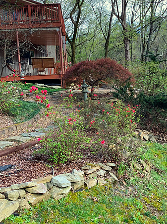 Japanese Maple - Upper & Lower Deck